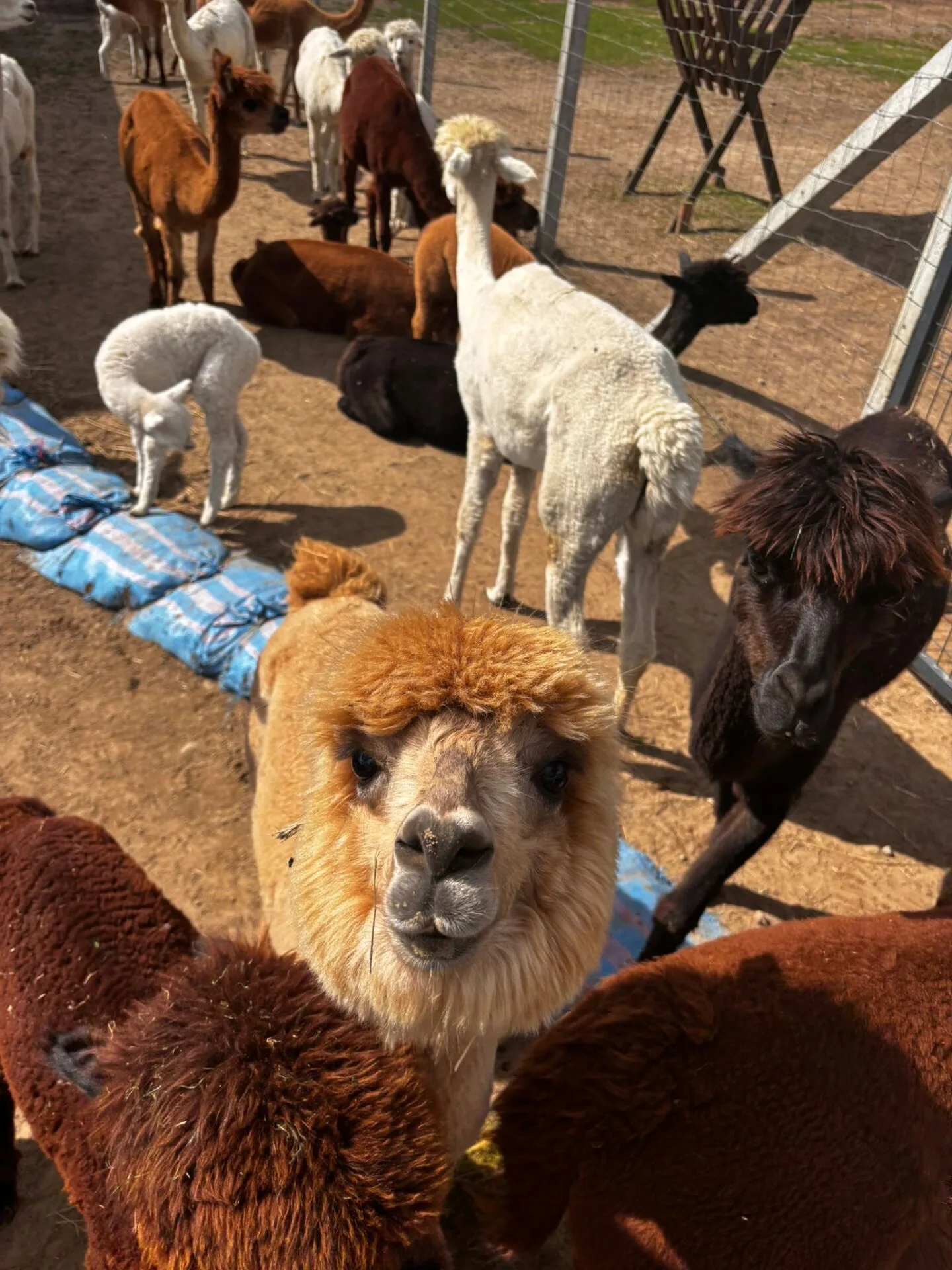 520215895 122251890500064939 4867940725818000004 n